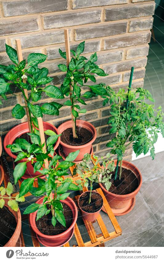 Gemüsegarten auf dem Balkon einer Wohnung mit Pflanzen, die in Keramiktöpfen wachsen Garten urban Topf Terrasse wachsend Wachstum leer niemand Grundbesitz