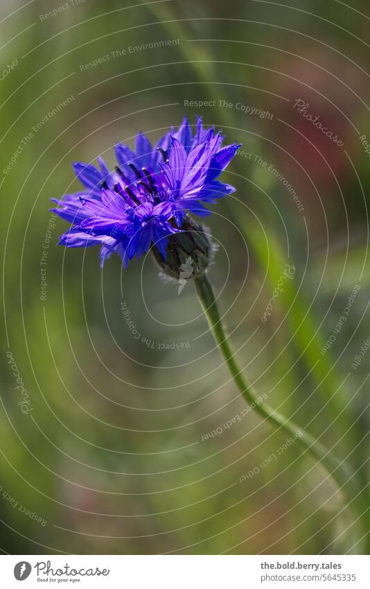 Kornblume Frühling Blume blau grün Feld Sommer Blüte Pflanze Natur Außenaufnahme Farbfoto Blühend Wildpflanze Tag Menschenleer Schwache Tiefenschärfe