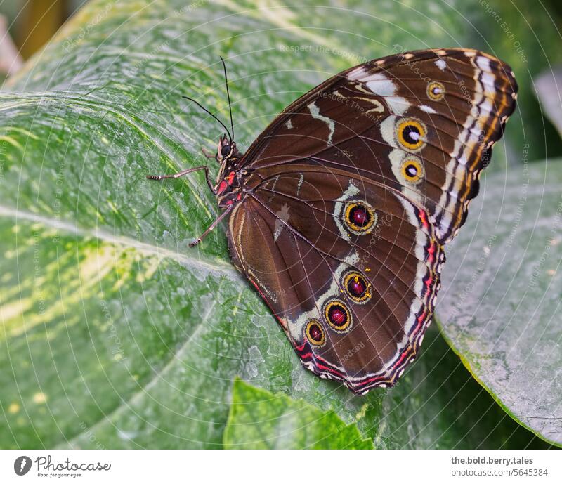 Blauer Morphofalter auf Blatt sitzend Schmetterling Insekt Flügel Tier Nahaufnahme Farbfoto Tierporträt Menschenleer Pflanze grün