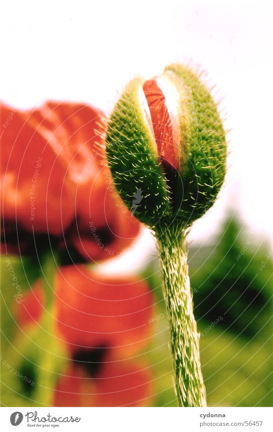 Mohnknospe grün rot Unschärfe Pflanze Blume Sommer Reifezeit Blüte Makroaufnahme Nahaufnahme Blütenknospen Stachel Garten Natur Wachstum Stengel Elektrizität