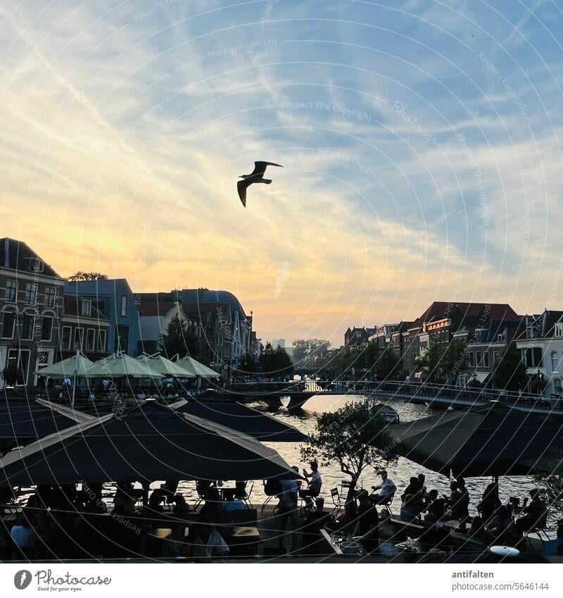 Mein Letztes Bild Nr. 940: Sonnenuntergang leiden holland Wasser idyllisch Möwe Außenaufnahme Vogel Abend Himmel Dämmerung Restaurant ausblick