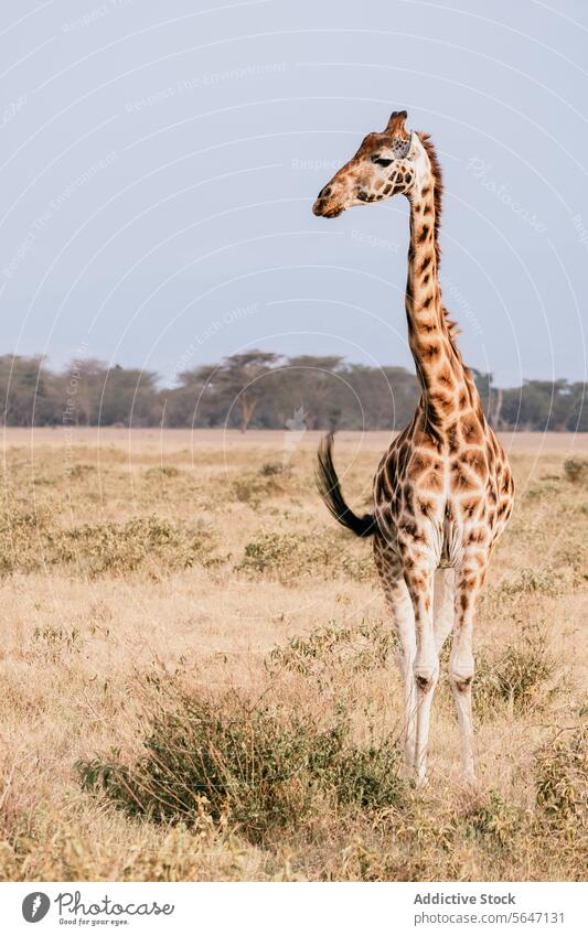 Majestätische kenianische Giraffe in ihrem natürlichen Lebensraum Kenia Tierwelt Samburu Maassai Mara Nationalpark Natur Safari Afrikanisch Savanne Grasland