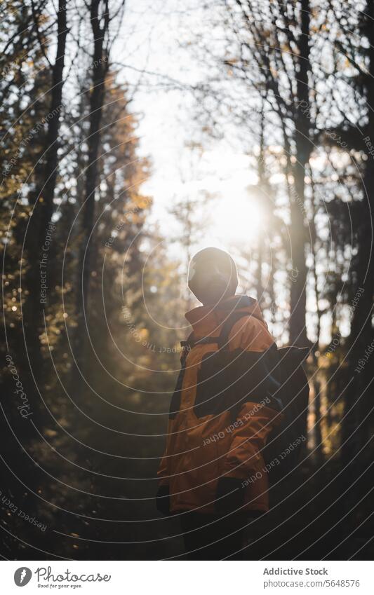 Anonymer Forscher im Herbstwald an einem sonnigen Tag Mann Wald Reisender erkunden national Park Natur Wälder Abenteuer jung männlich hoch Baum Tourismus