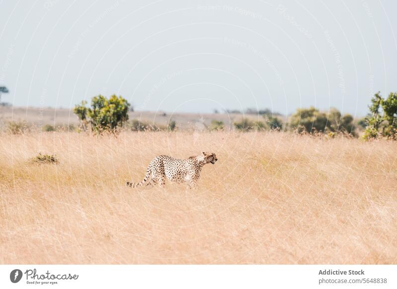 Gepard in der Savanne von Kenia, Afrika Grasland Tierwelt Natur Fleischfresser gepunktet einsiedlerisch Raubtier Akazie Baum golden Landschaft Lebensraum