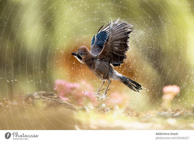 Eichelhäher Vogel im Flug mit Wassertropfen Wassertröpfchen Abflug Natur Tierwelt Federn eurasischer Eichelhäher Flügel Bewegung Unschärfe