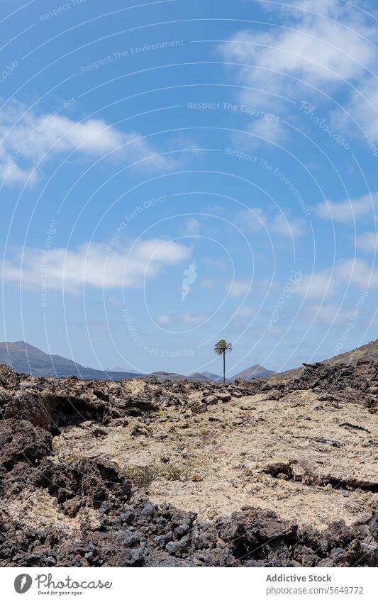 Einsame Palme im Lavafeld von Lanzarote Handfläche Baum Felsen Landschaft Berge u. Gebirge Silhouette Himmel blau Cloud Natur im Freien malerisch unfruchtbar