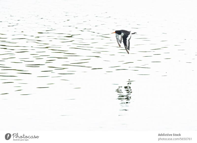 Anmutiger Vogel im Flug über ruhigem Wasser Tierwelt Natur Ruhe Gelassenheit Windstille Gefieder Reflexion & Spiegelung schwebend weiß schwarz friedlich