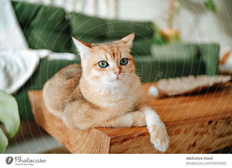 Niedliche goldene Britisch-Kurzhaar-Katze, die zu Hause auf einer Holzfläche sitzt und in die Kamera schaut heimisch Wohnzimmer Tier Britisch Kurzhaar Haustier