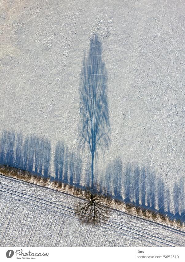Winterlandschaft l Bäume werfen lange Schatten Schnee Schattenspiel Baum Drohnenansicht kalt Umwelt Landwirtschaft Sonnenlicht Schneelandschaft Menschenleer