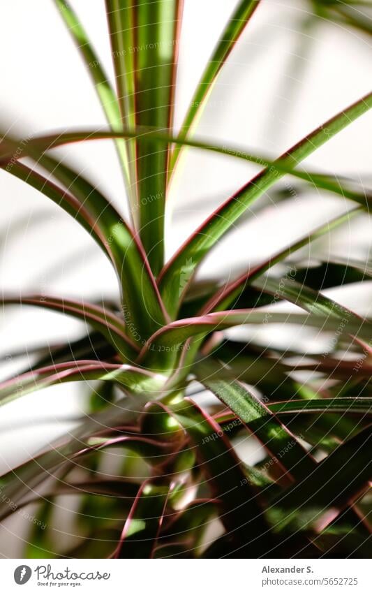 Grüne Blätter einer Zimmerpflanze grüne Blätter Blatt Pflanze Botanik Dekoration & Verzierung botanisch Natur Garten Detailaufnahme Topfpflanze Unschärfe