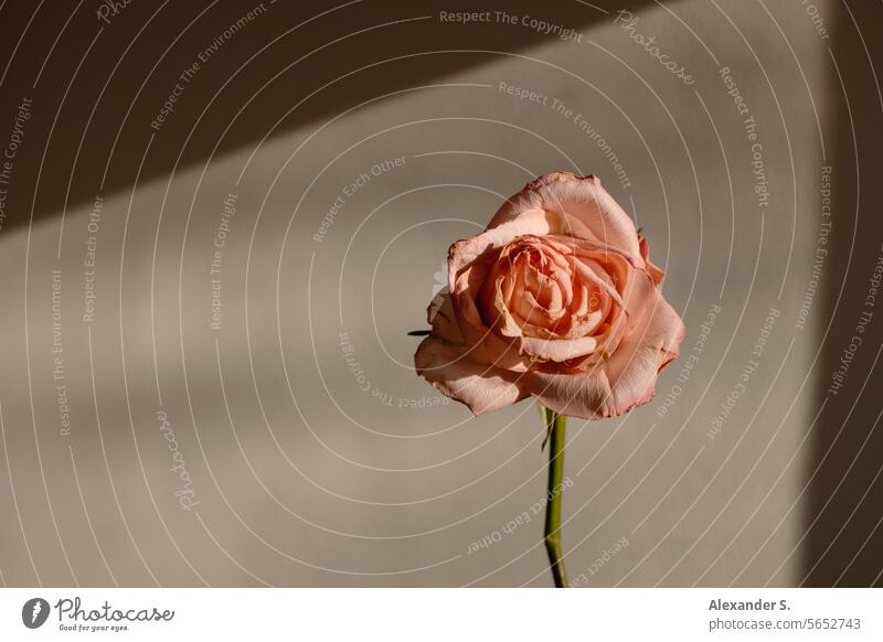 Rosa Rose vor weißer Wand im Sonnenlicht rosa Rose Blume Blüte Pflanze welkend welkende Blüte Vergänglichkeit verblüht welke Rose Stillleben Vanitas