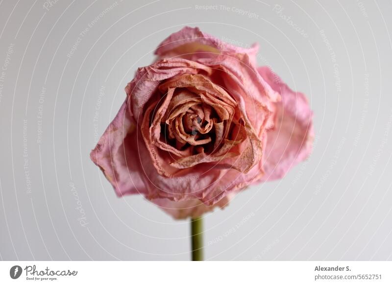 Welke rosa Rose vor weißer Wand Blume Blüte Pflanze welkend welkende Blüte Vergänglichkeit verblüht welke Rose Stillleben Vanitas Vanitas-Motiv Blütenblätter