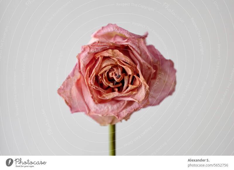 Welke rosa Rose vor weißer Wand Blume Blüte Pflanze welkend welkende Blüte Vergänglichkeit verblüht welke Rose Stillleben Vanitas Vanitas-Motiv Blütenblätter