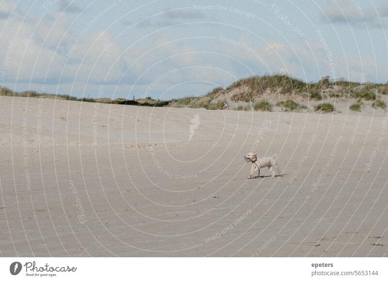 Ein glücklicher Hund rennt am Strand der Nordsee mit einem Spielzeug im Mund hund laufen laufender hund Hund am strand Haustier Meer Außenaufnahme Tierporträt