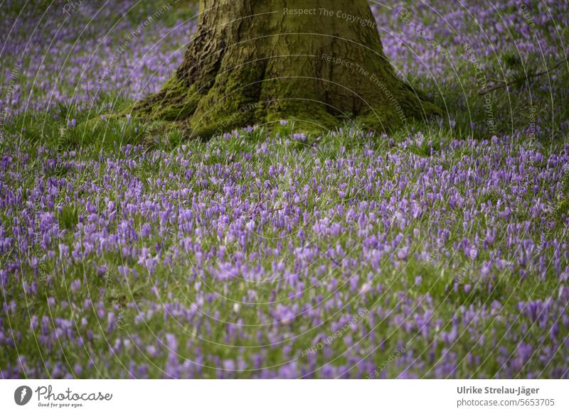 Frühling / Wiese mit lila Krokussen und Baumstamm Frühlingsblüher Frühlingsblumen Frühlingsanfang Frühlingsgefühl blühende Frühlingsblumen erblühen