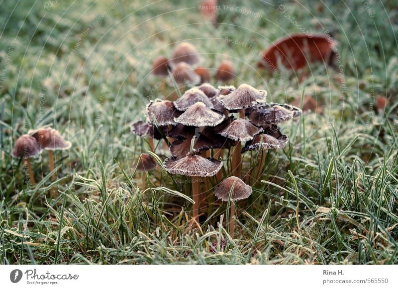 Abseits Herbst Eis Frost Gras Pilz Garten frieren Kommunizieren kalt natürlich grün abgelegen ausgeschlossen Raureif Verschwörung Anhäufung Versammlung Farbfoto