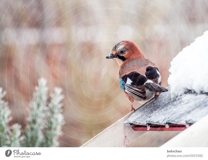 schönheit neugierig Neugier Vogelhaus Winterzeit Winterstille winterlich Wintertag Winterstimmung Schneefall kalt wunderschön besonders Tierschutz Tierwelt