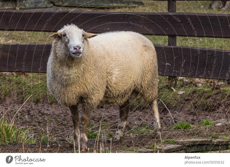 Bäääh ! Schaf Schafsbock Bock Tier Säugetier Wolle Bauernhof Haustier Fell Null Bock männliches tier Außenaufnahme Natur Landwirtschaft Weide Nutztier weiß