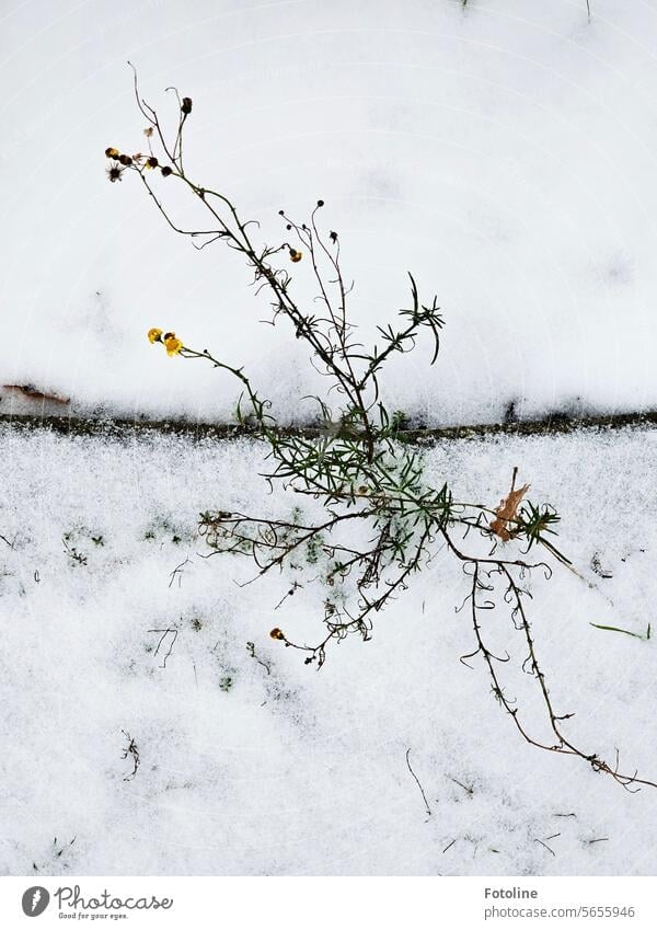 Der Übergang von Herbst zu Winter geschieht manchmal einfach über Nacht. Dieses Blümchen blüht noch und trotzt dem Winter. Schnee Kälte weiß Blume blühen