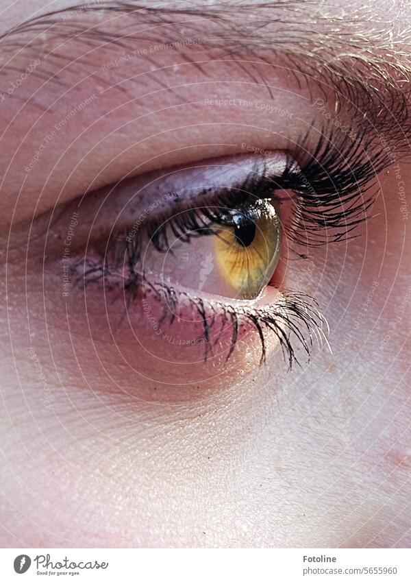 AugenBlick Gesicht Frau Wimpern Haut Detailaufnahme Augenfarbe Sinnesorgane Linse schön Nahaufnahme Pupille Iris sehen Schminke Make-up Wimperntusche feminin