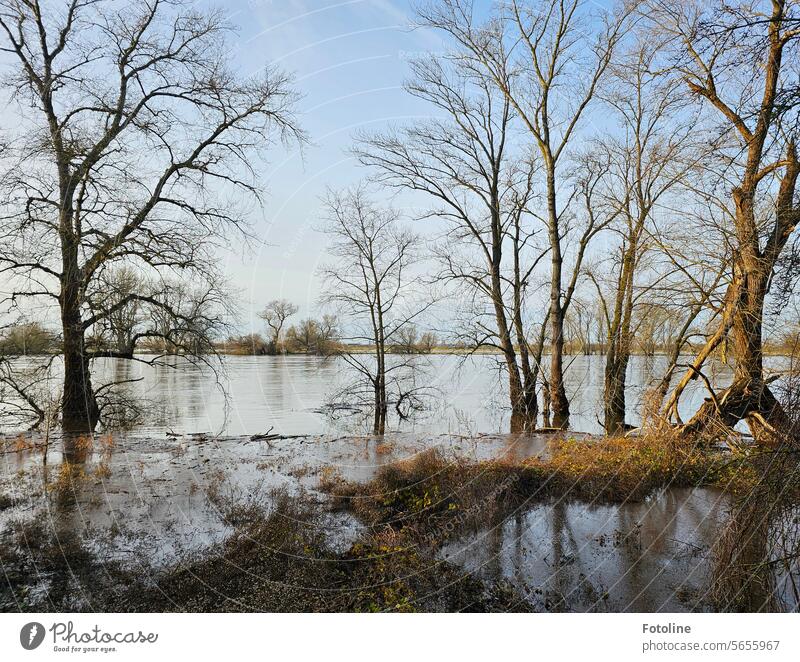 Hochwasser an der Elbe Fluss Wasser Überschwemmung Klimawandel Überflutung Flutkatastrophe Naturkatastrophe nass Extremwetter Bäume Baum kahl Winter Äste Zweige