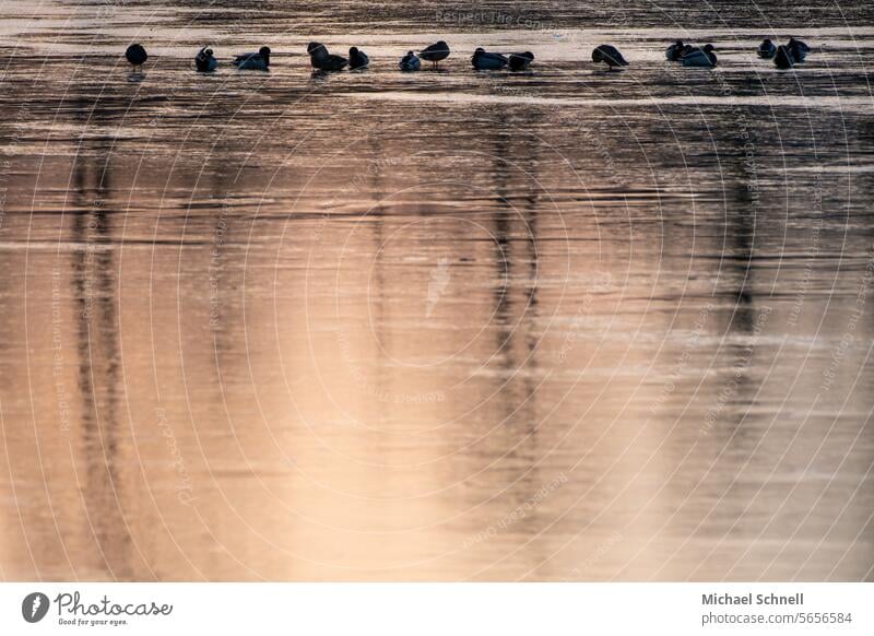Enten auf einem zugefrorenen See zugefrorener see Entenvögel Winter kalt Natur Eis Frost frieren Menschenleer Eisfläche Winterstimmung Gefieder