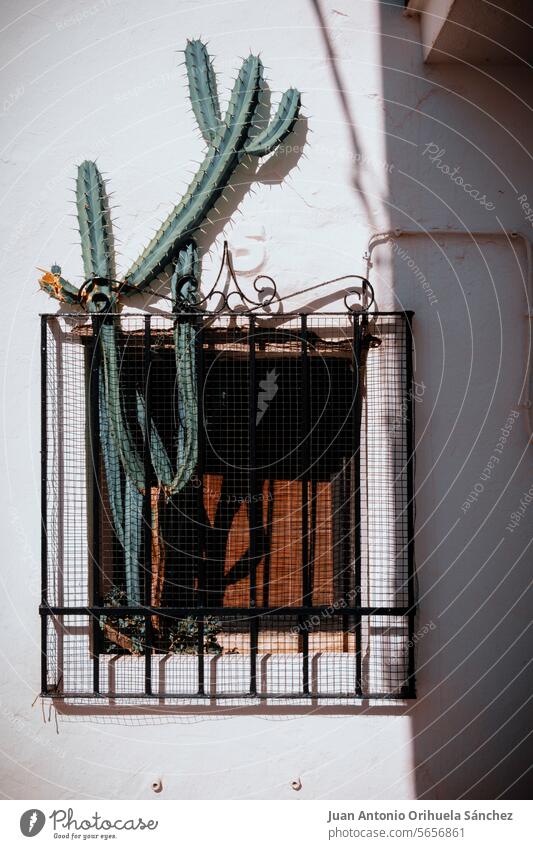Kaktus, der zwischen dem Gitter eines Fensters in einem spanischen Dorfhaus herausragt Cadiz Andalusia Spanien Straße getüncht weiß Haus Tradition traditionell