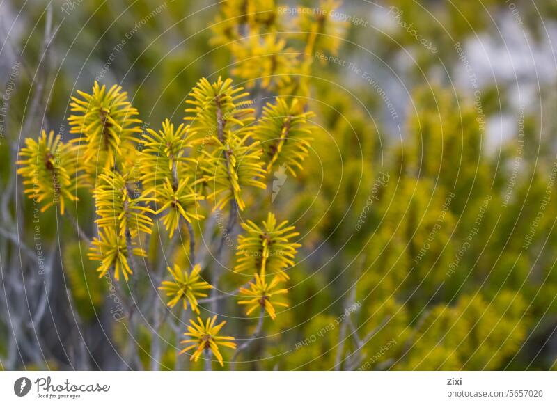 Goldlöckchen Kiefer Japanische Kiefer Natur Pflanze Vegetation