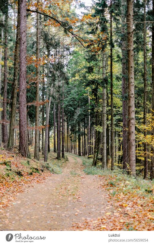 Foto eines Waldwegs an einem sonnigen Sommertag ohne Menschen Unschärfe Stimmungsbild Tageslicht Herbststimmung Bäume Herbsteindruck Herbstgefühl Sonnenlicht