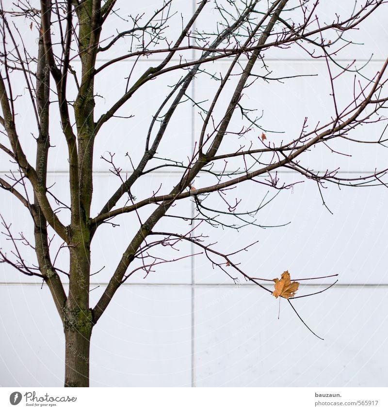 200 | einsam. Erntedankfest Gartenarbeit Herbst Winter Wind Pflanze Baum Blatt Park Stadt Stadtzentrum Stadtrand Industrieanlage Fabrik Mauer Wand Fassade Holz
