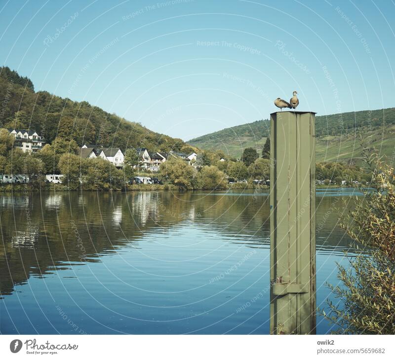 Moselsteig Enten Paar zwei dösen sitzen gucken beobachten Ufer Fluss Landschaft Wasser Mosel (Weinbaugebiet) Außenaufnahme Flussufer Natur Rheinland-Pfalz