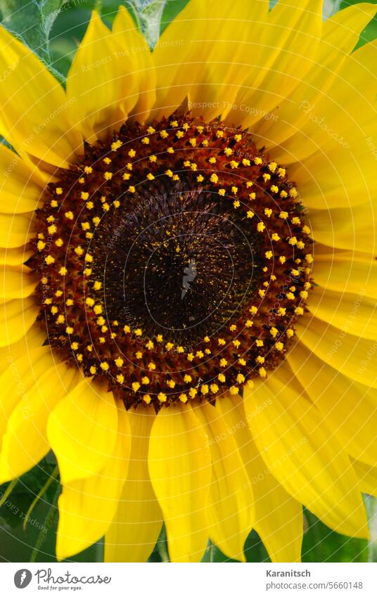 Makro einer Sonnenblume. Blume Blüte sonnig leuchten strahlend gelb Natur Garten Freude Wärme Flora Botanik blühen Blütenblätter Helianthus Korbblütler