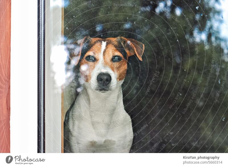 Ein aufmerksamer Jack Russell Terrier blickt durch eine Glastür. Er wartet auf seinen Menschen. Haustier allein zu Hause Konzept Hund Fenster Blick