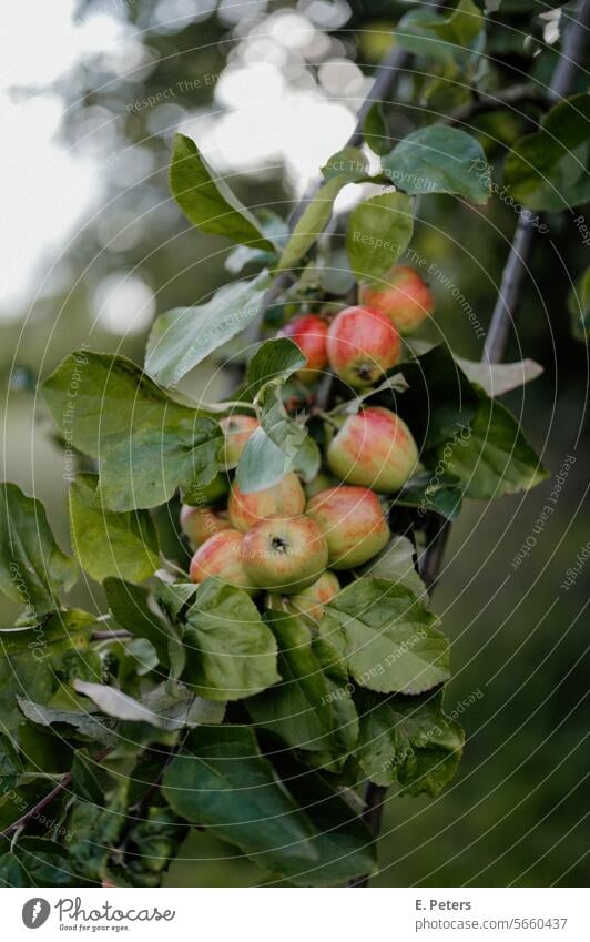 Wilde Äpfel an einem Apfelbaum im Sommer Apfelbaumblatt Frucht Baum Außenaufnahme rot grün Garten Farbfoto Natur Lebensmittel Apfelernte Schwache Tiefenschärfe