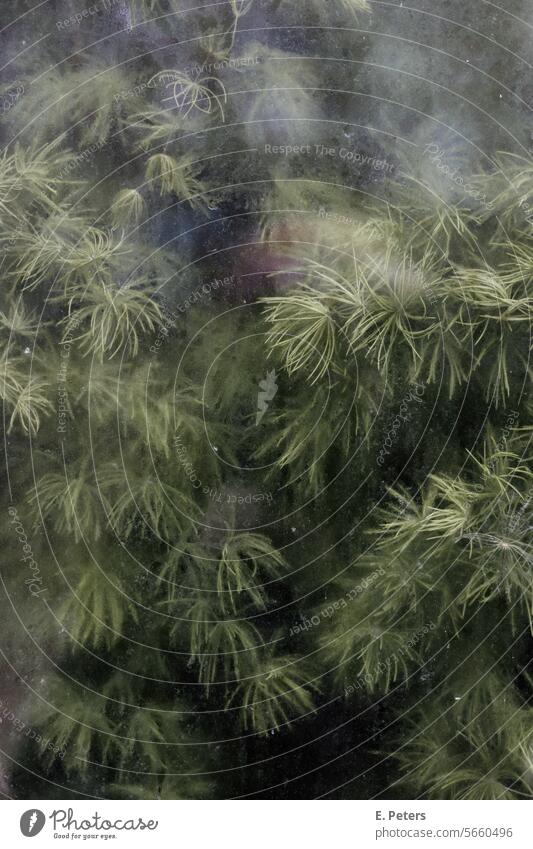 Grüne lange Blätter hinter der beschlagenen Glasscheibe eines Gewächshauses dunkel grün blätter pflanze licht schatten kontrast kontraste botanik pflanzen