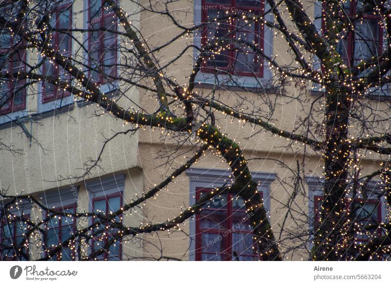 verhalten festlich Fensterfront dunkel kahler Baum Lichterkette trist Dämmerung Winter düster Weihnachtsdekoration Lämpchen winterlich geschmückt dekoriert