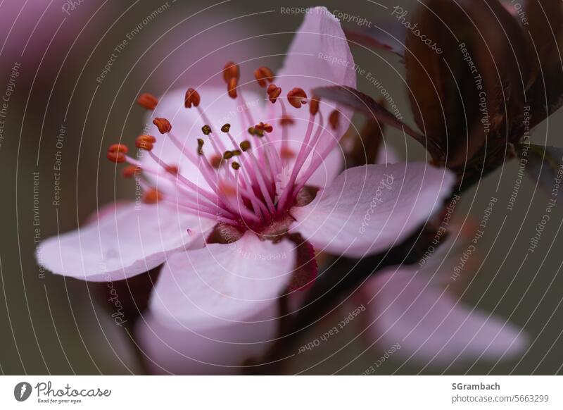 Blutpflaume Blüte rosa blühend blutpflaume Frühling Blühend Natur Nahaufnahme Pflanze Schwache Tiefenschärfe Makroaufnahme Detailaufnahme Garten Farbfoto zart