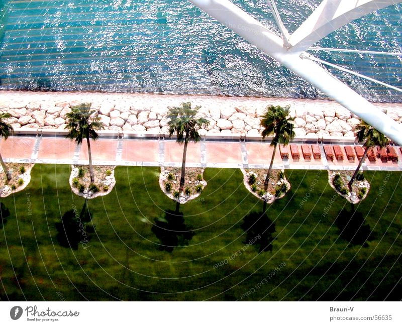 4 1/2 Palmen ;) grün Stab Meer Strand Wellen Pflanze Baum weiß Gras Wiese Kies quer Ferien & Urlaub & Reisen Dubai Liegestuhl Reihe Wasser Sand Stein Schatten