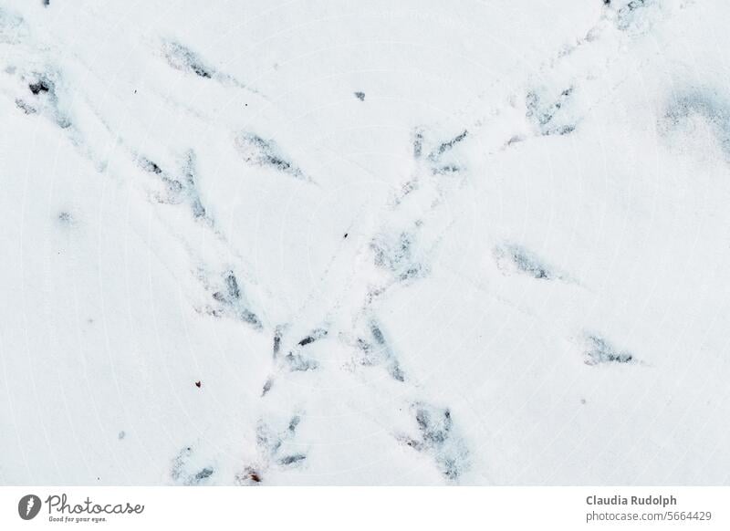 Nahaufnahme von Vogelfußabdrücken im Schnee Spuren im Schnee Schneespur Vögel Tierspuren Vogelspuren Vögel füttern Vögel im Winter Vogelbeobachtung