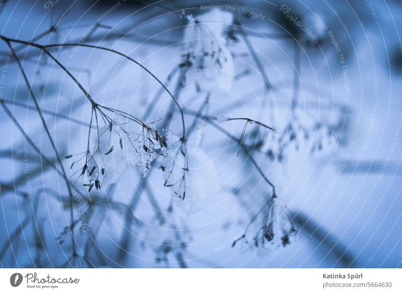 Pflanze im Schnee blau Eis Natur Winter Außenaufnahme Frost kalt weiß gefroren Winterstimmung Wetter Eiskristall Kälte frostig Wintertag frieren winterlich