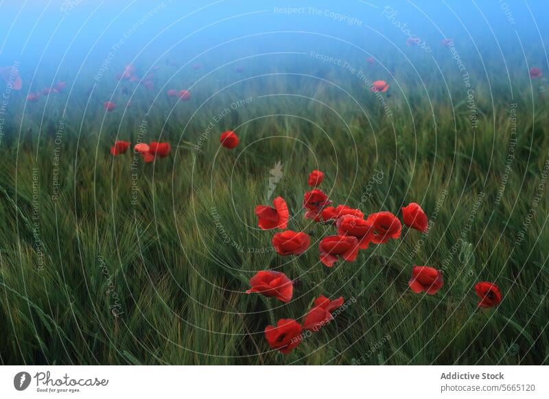 Mystische Landschaft mit roten Mohnblumen, die sich in einem Meer aus grünem Weizen abheben, eingehüllt in einen verträumten Morgennebel, der ein Gefühl von Mysterium und Verzauberung erzeugt