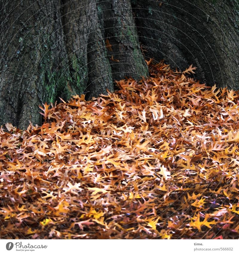 Herbstauflauf Umwelt Natur Landschaft Pflanze Blatt Baum Baumstamm Herbstlaub Park liegen friedlich Gelassenheit ruhig Wahrheit Weisheit Müdigkeit ästhetisch