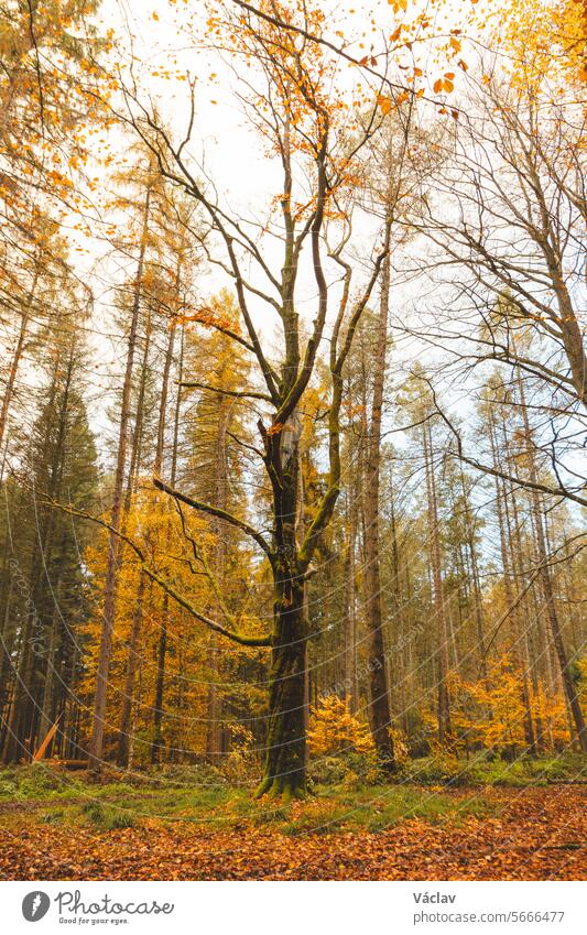 Farbenfroher Herbstwald im Nationalpark Brabantse Wouden. Farbe im Oktober und November in der belgischen Landschaft. Die Vielfalt der atemberaubenden Natur