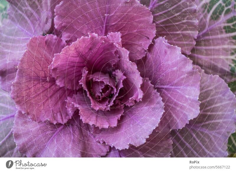 Nahaufnahme eines Zierkohls. Gemüse vegetables Rotkraut cabbage krautsalat Nahrung essen food nahrungsmittel gesundheit vitamine health struktur küche kittchen