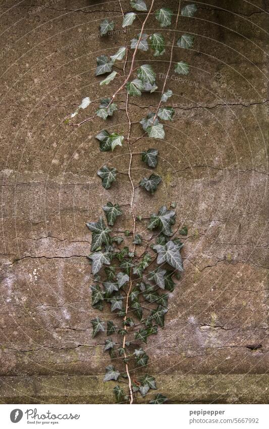 Efeu an einer alten Mauer Efeublätter Efeuranken Efeublatt efeuranke Efeu-Wand efeupflanze grün Pflanze Natur Außenaufnahme Farbfoto Blatt Ranke Wachstum