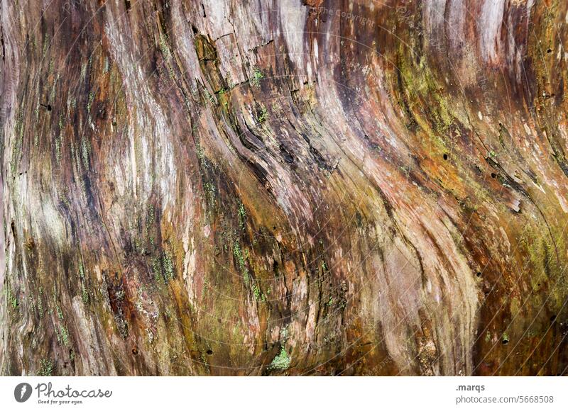 Kunst am Baum Baumstamm Baumrinde Wachstum Strukturen & Formen Muster Rinde Detailaufnahme Nahaufnahme Holz natürlich Umwelt Natur nachhaltig Nachhaltigkeit