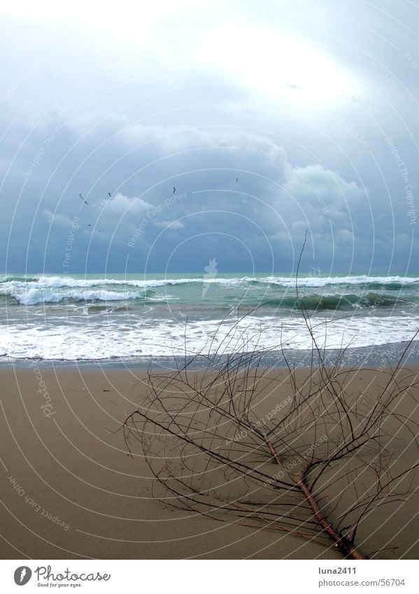 Ein Tag am Strand Wellen Meer Wolken Leidenschaft See Brandung Wellengang Gischt Strandgut Küste Sand Himmel Ast