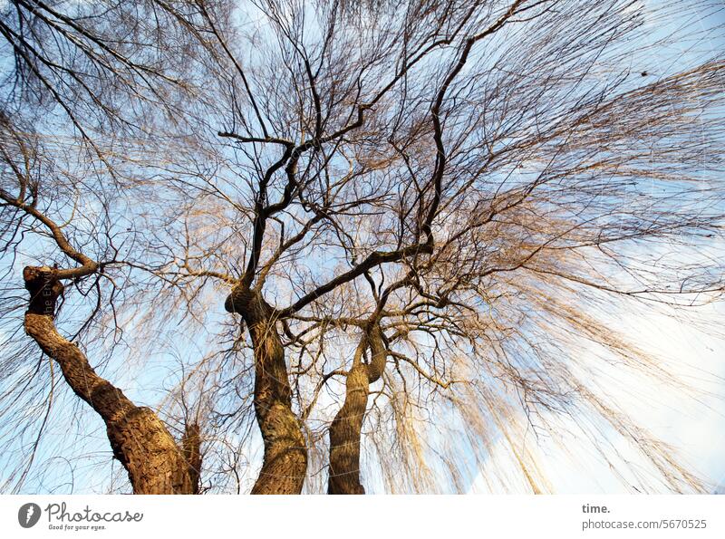 Winterweide Baum Froschperspektive Natur Umwelt Holz Baumstamm Zweige Äste Sonnnlicht Himmel kalt kühl Bäume Park raumgeifend ausladend WinterWeide kahl Pflanze