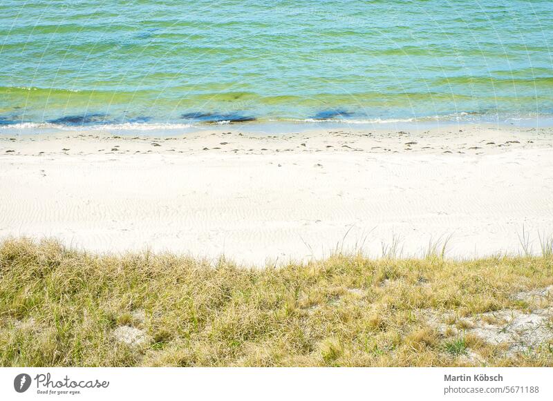 Am Strand von Zingst. Dünen mit Dünengras vor weißem Sand und Ostsee MEER Meer winken reisen Spaziergang Küste romantisch Weststrand Sandstrand Badeurlaub