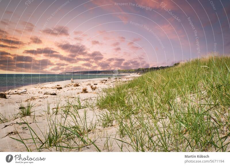 Sonnenuntergang am Strand von Zingst. Dünengras im Vordergrund. Rosa Wolken am Himmel MEER Meer winken reisen Spaziergang Küste romantisch Weststrand Ostsee